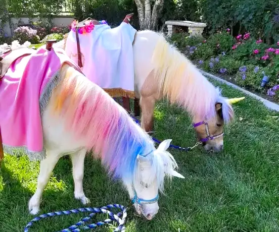 Two ponies decorated as unicorns with colorful manes for a party, representing animal shows and rides.